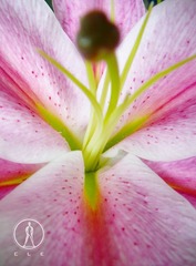 21 花欲 张家玮.JPG