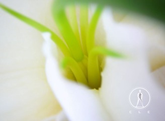 22 花欲 张家玮.JPG