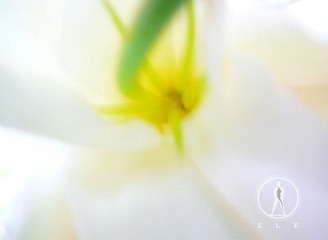 25 花欲 张家玮.JPG