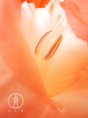 29 花欲 张家玮.JPG