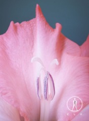 34 花欲 张家玮.JPG