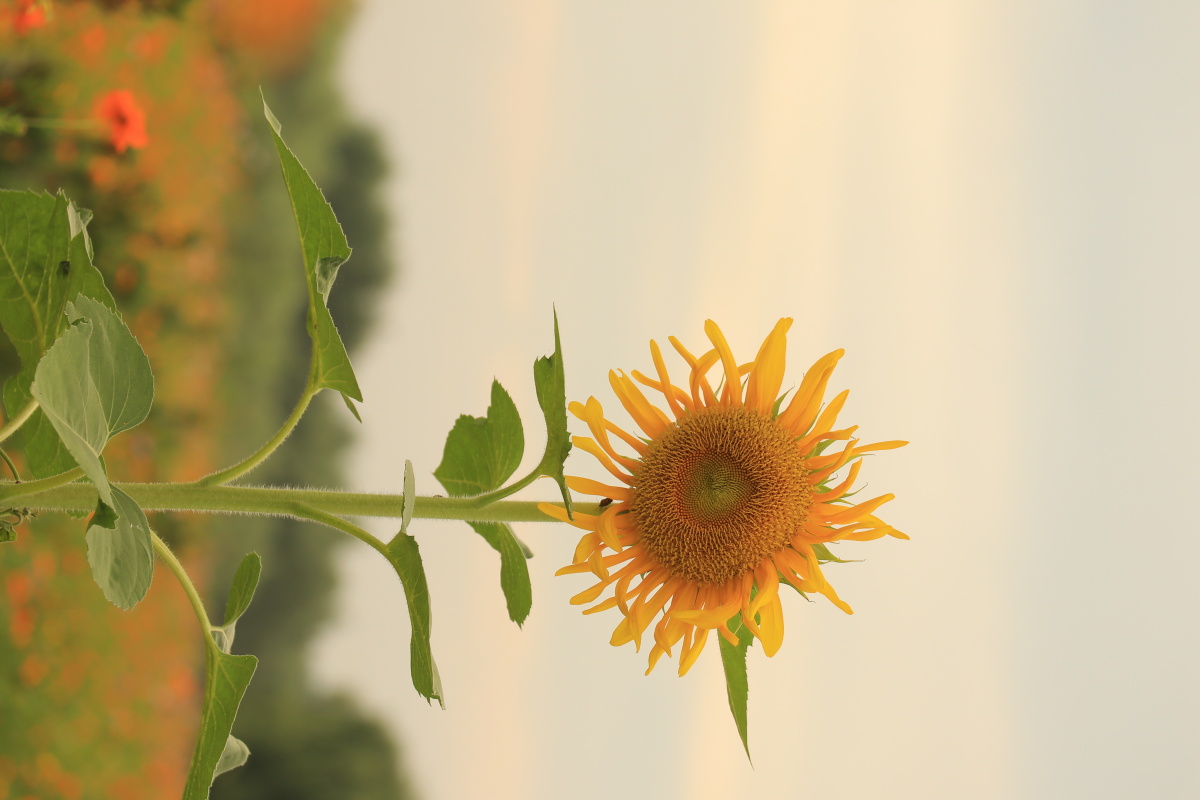 百花丛中竖立一朵向日葵