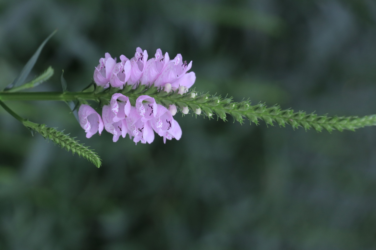 假龙头花别名一品香