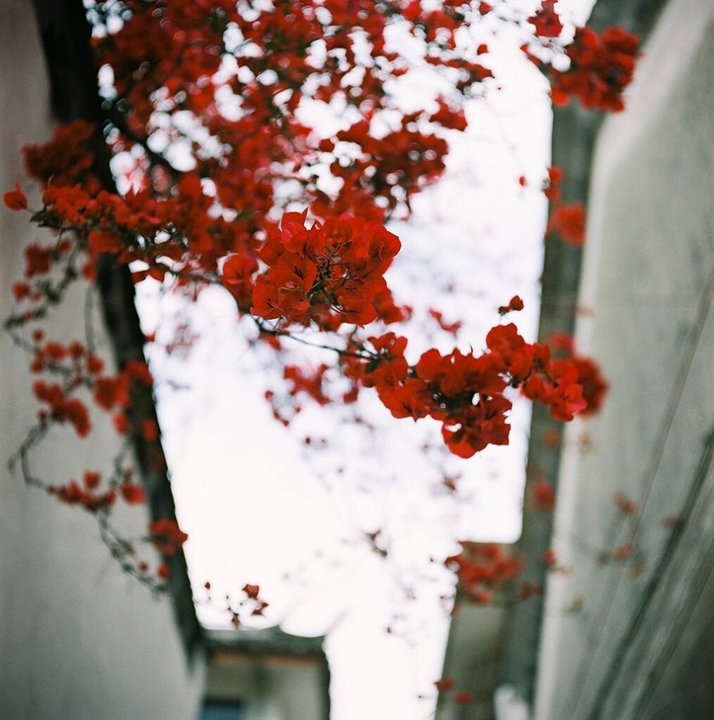 @ 大理 古城<br />
白族民居的白墙青瓦映衬了这里的色彩<br />
mamiya C330