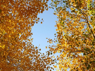 1000051322