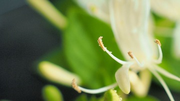 金银花