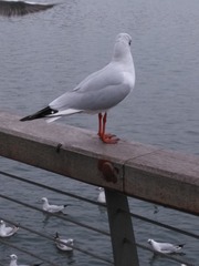 303237