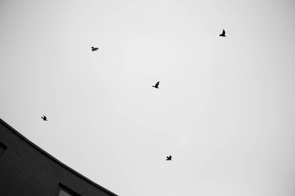 纷飞