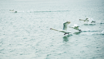 JHT_0809