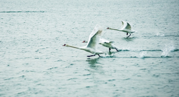 JHT_0808