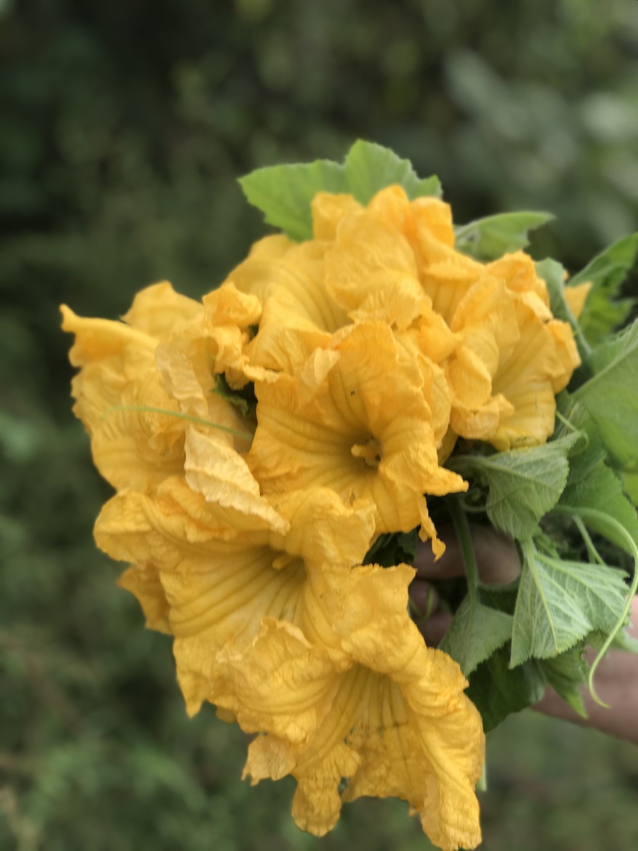 瓜花原来也这么美