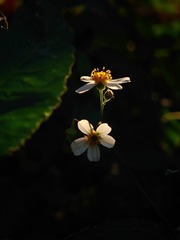 1000036708