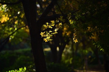 1000009227