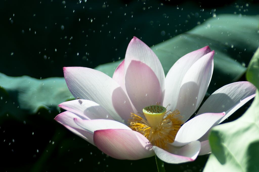 雨荷<br />
