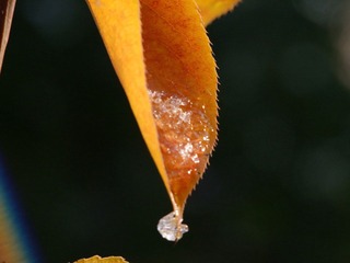 DSCF6092.JPG