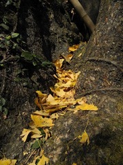 DSCN8025.jpg