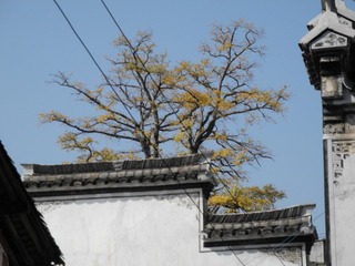 DSCN8087.jpg