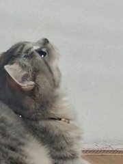 4247