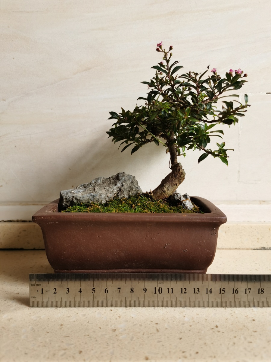 盆景集大千于方寸之间姬紫薇小叶五色花珍稀品种