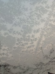 1000061419