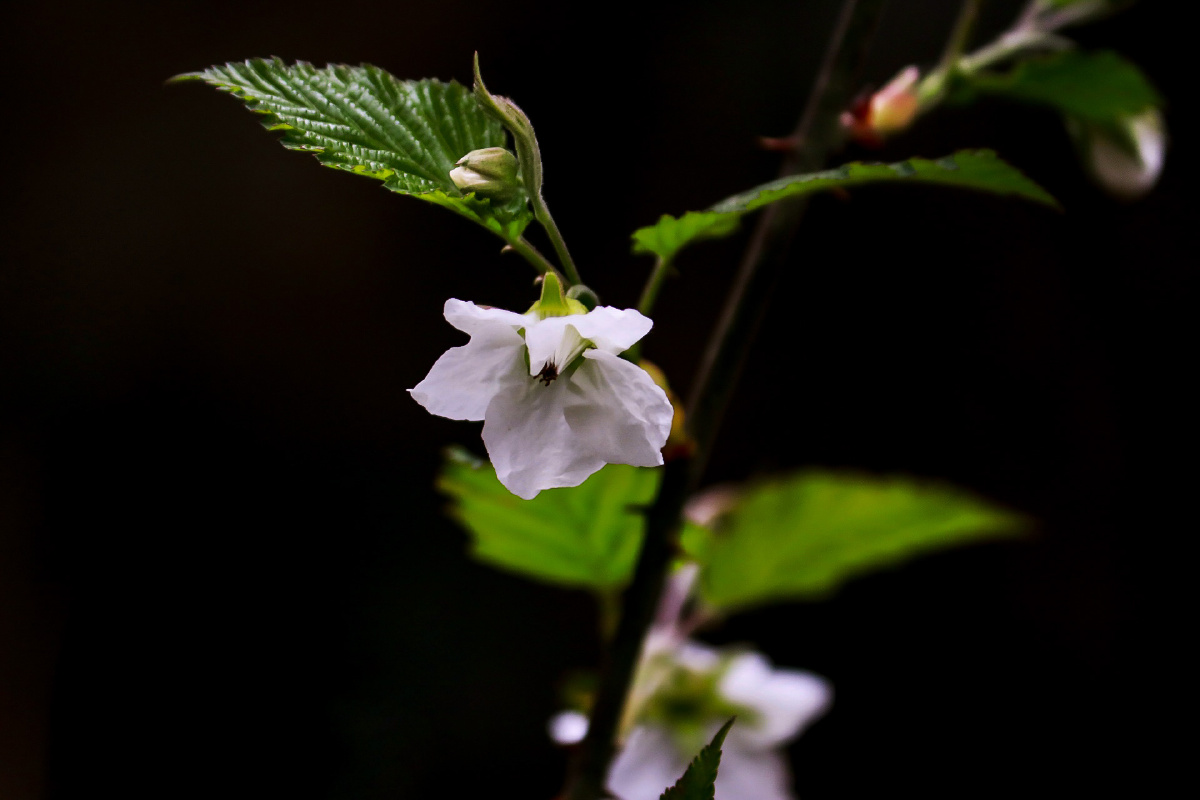 山莓花 - 瑶冰紫嫣 - 图虫