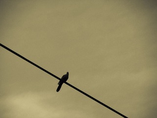 IMG_6479-1