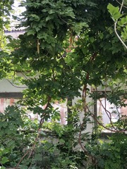 1000003523