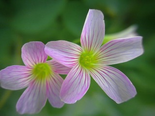 花.jpg