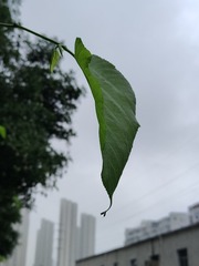 1000035542
