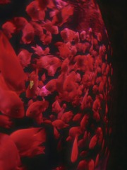 1000132744