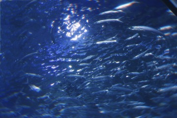 1000132743