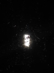 1000016445