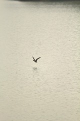 1000001415
