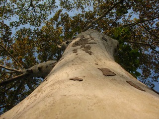 IMG_6265.JPG