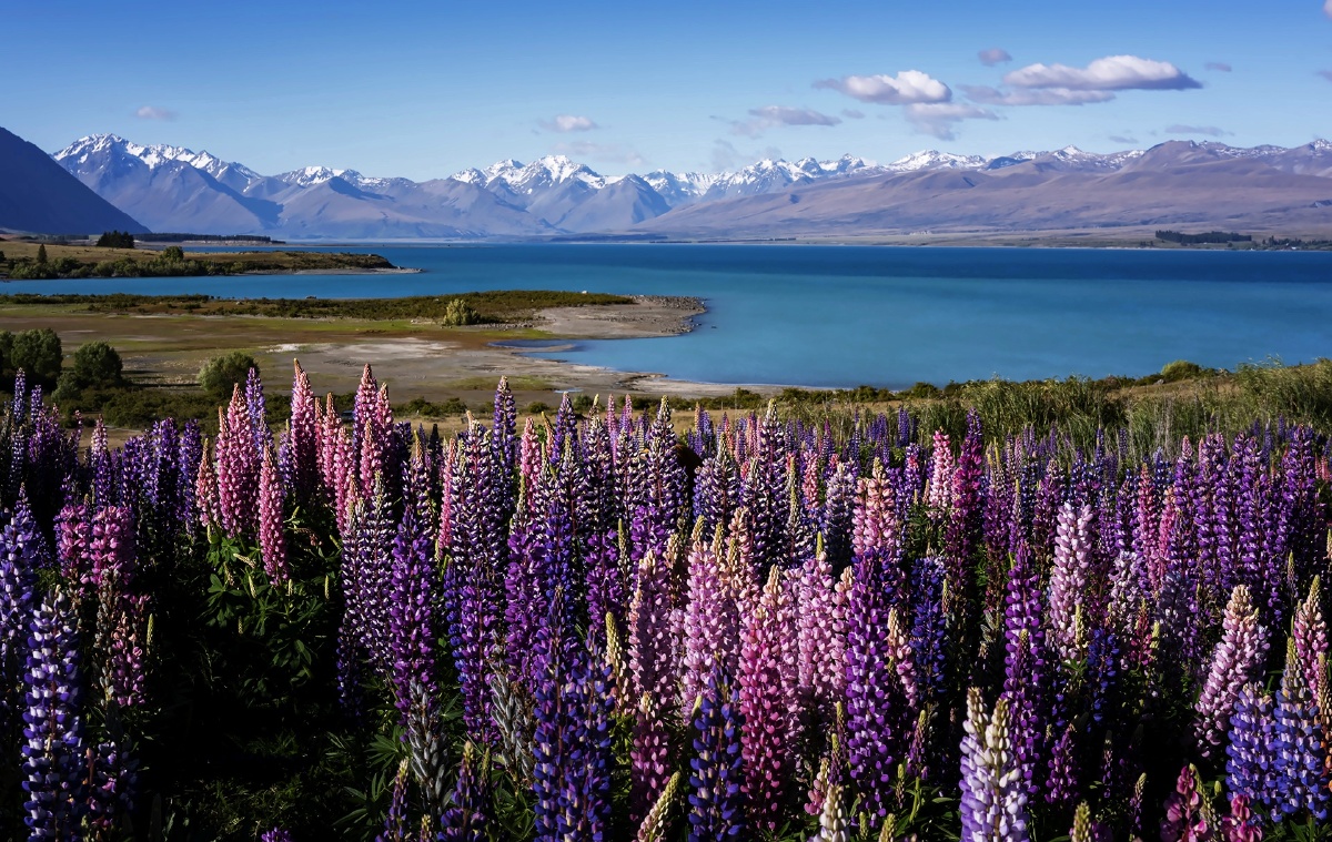 鲁冰花~新西兰的夏天有没有心动的感觉?