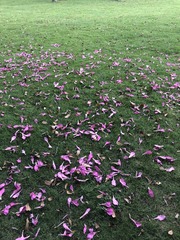 1000040631