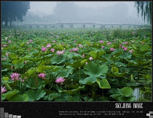 盛夏圆明园