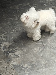 1000005106