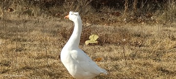 91384