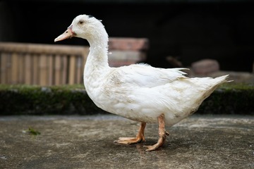 10377