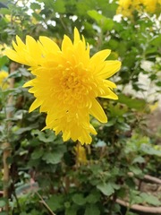 1000041607