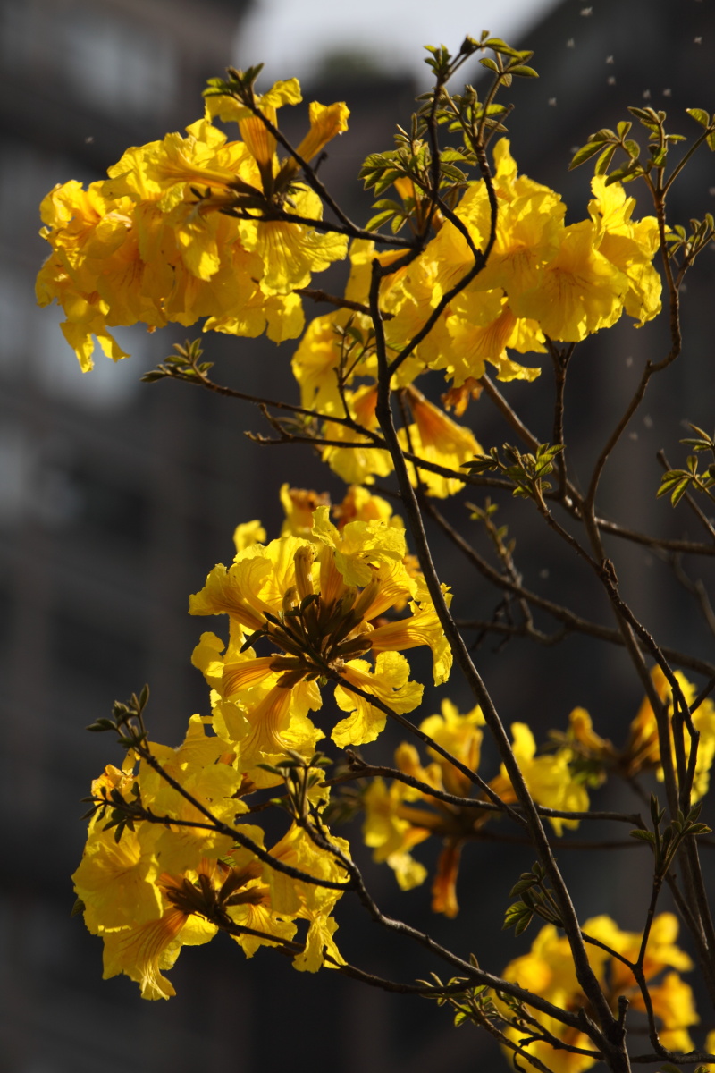 黄花堆积 - 李波916 - 图虫