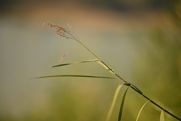 1000011660