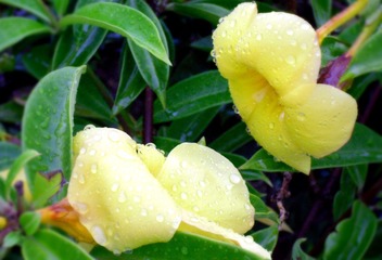 如果花儿没有雨.jpg
