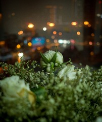 L1000228-2.jpg
