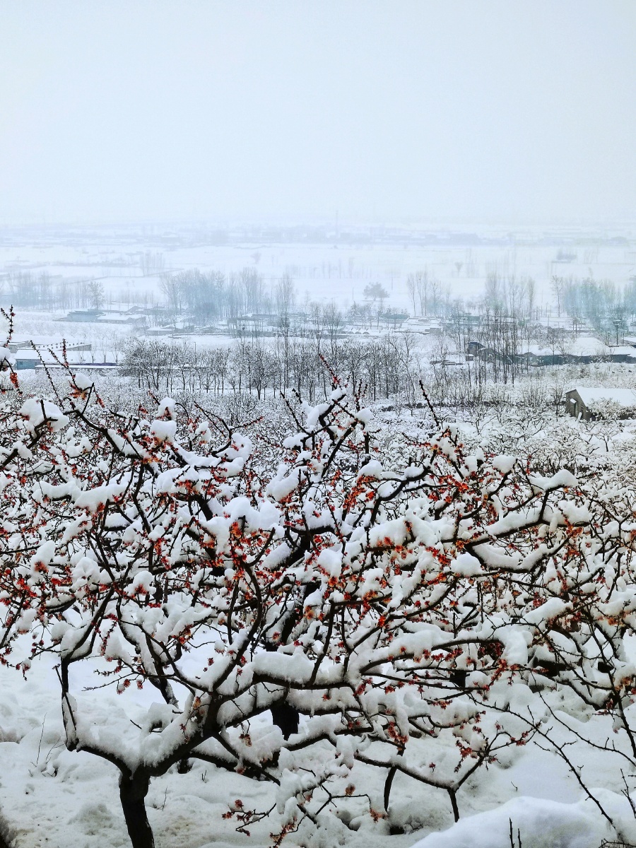 最美二月杏花雪