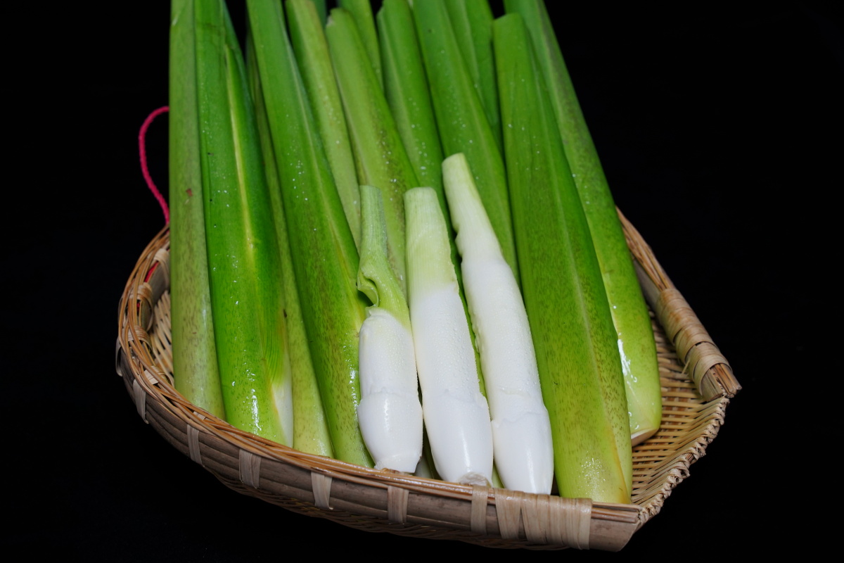 鲜嫩茭白.菰(学名:zizania latifolia (griseb.