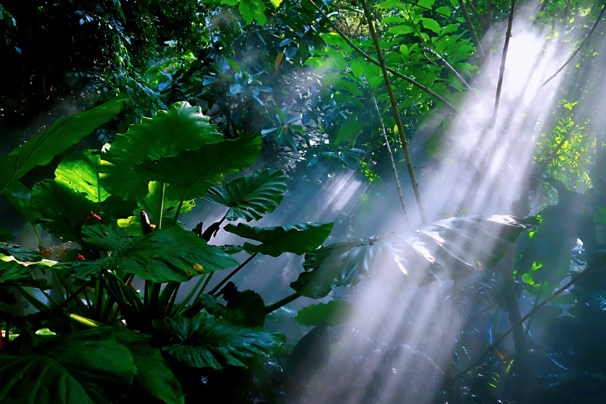雨林午后阳光 - 强哥2021 - 图虫