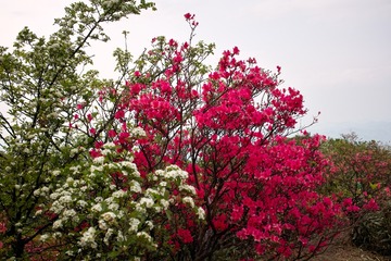 SDIM0642