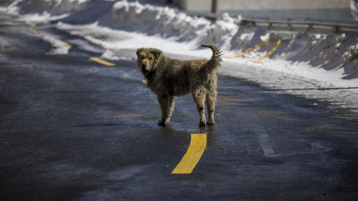 路边的野狗不要拍